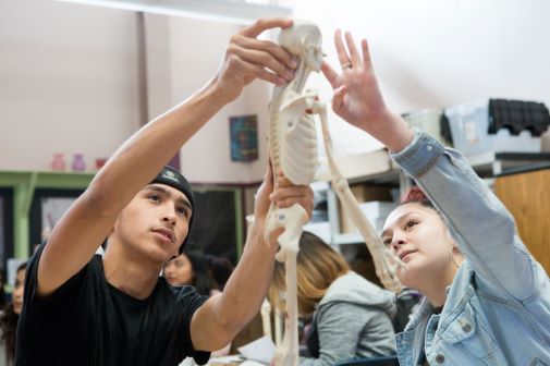 Students in Skyline High School’s Education and Community Health Pathway sculpt a clay model of the endocrine system