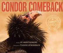 Condor Comeback