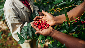 Coffee beans in hands