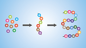 Amino Acids