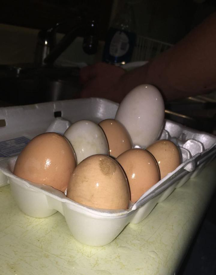 eggs in carton