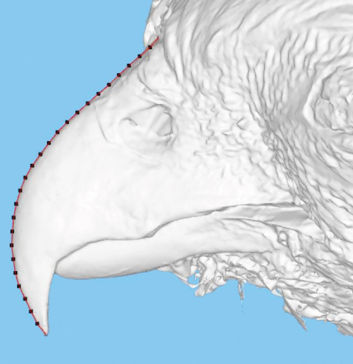 3D image of a bird bill and points along the midline.