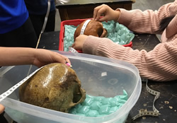 measuring hominid skulls