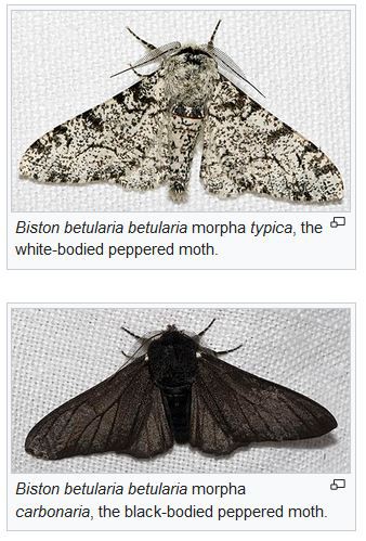 Light-Colored Moth and Dark-Colored Moth