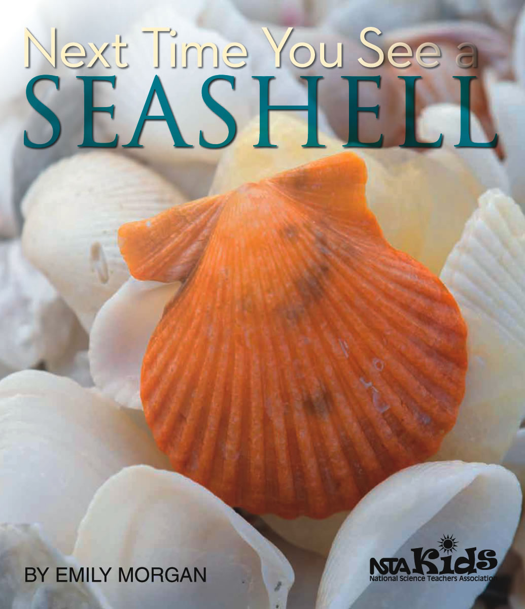 Next Time You See a Seashell