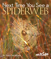 Next Time You See a Spiderweb