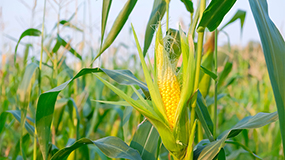 corn