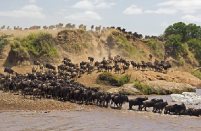 Animals in Serengeti