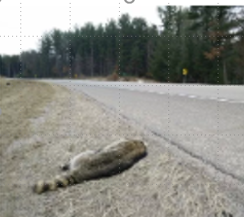 Raccoon on Roadside