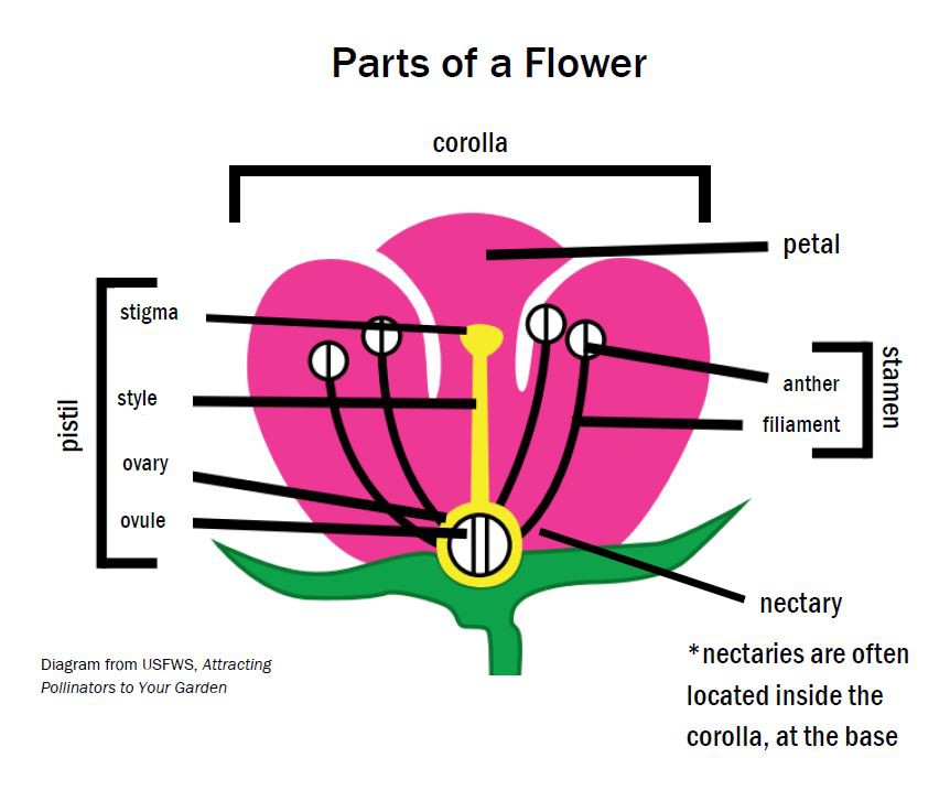 Parts of a Flower