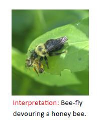 Bee-fly devouring Honey Bee