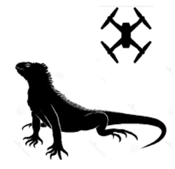 iguana logo