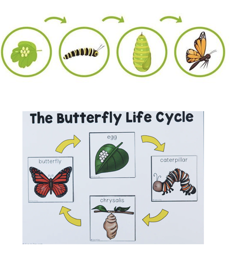 Butterlly life cycle