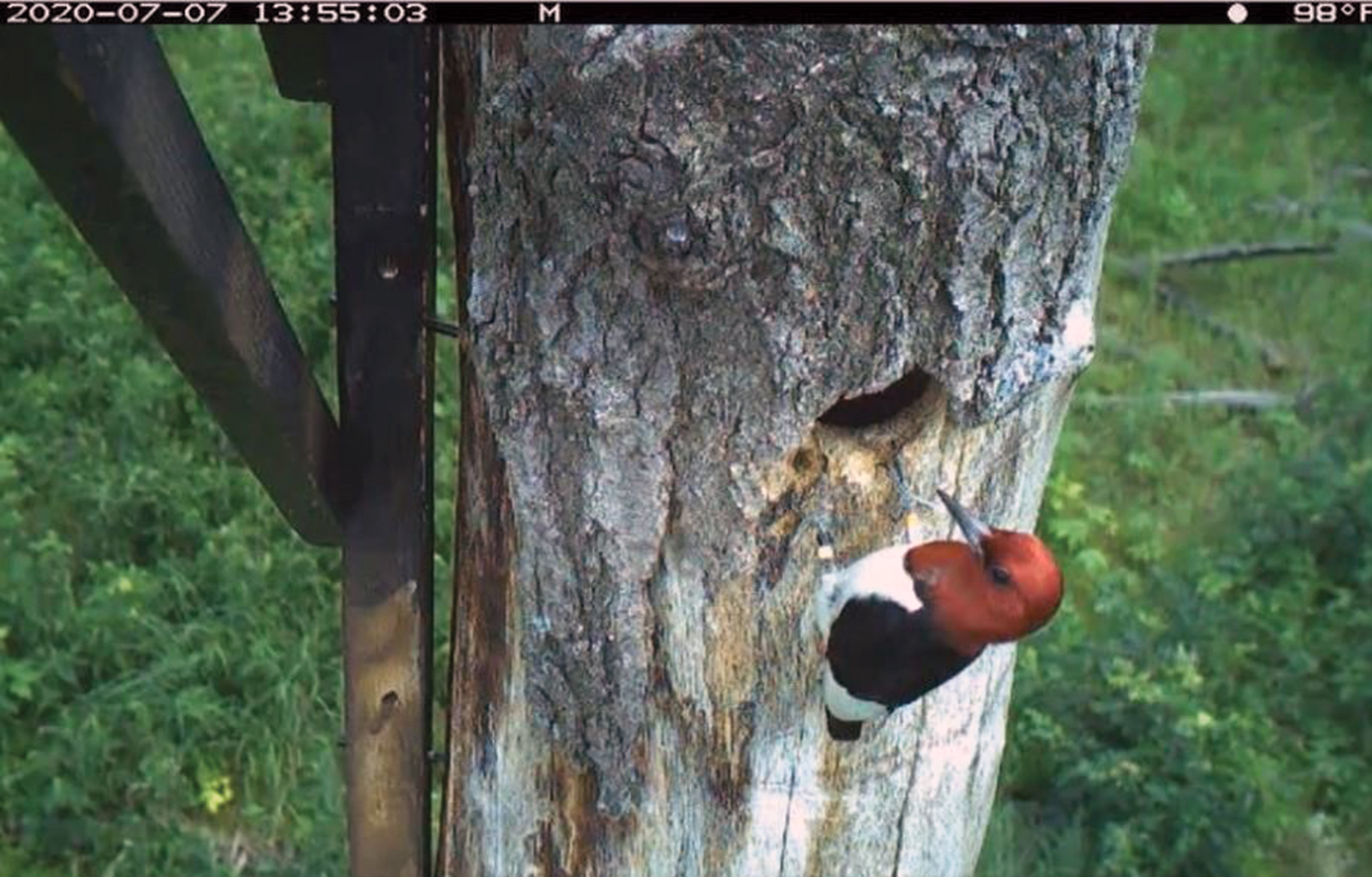 A red-headed woodpecker appears on cavity cam video as part of the Woodpecker Cavity Cam Project.