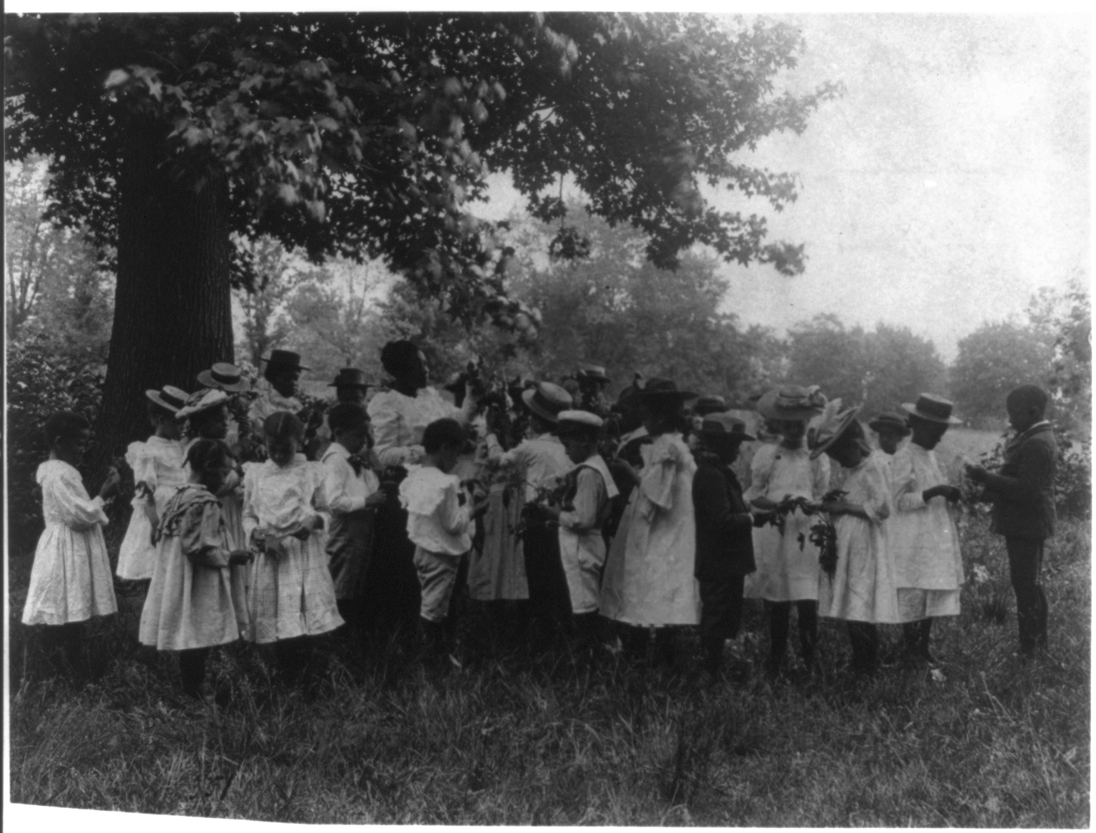 children studying leaves