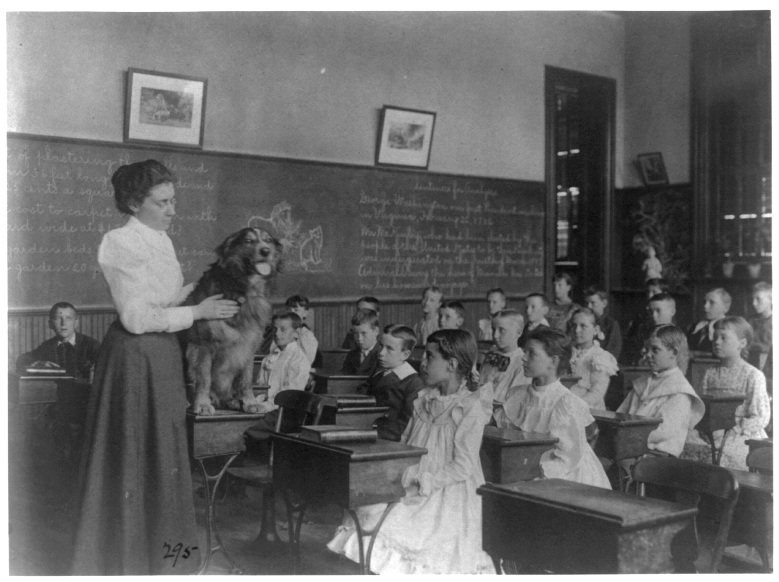 students studying live dog