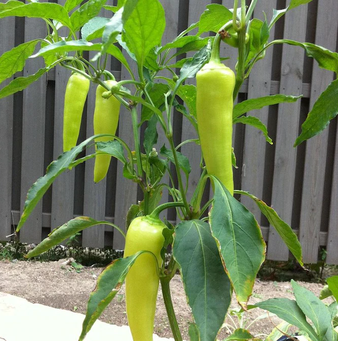 Watered Vegetable Plant