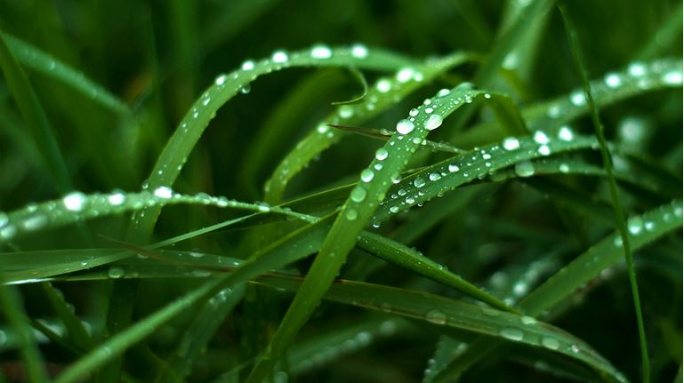 Dew on the grass