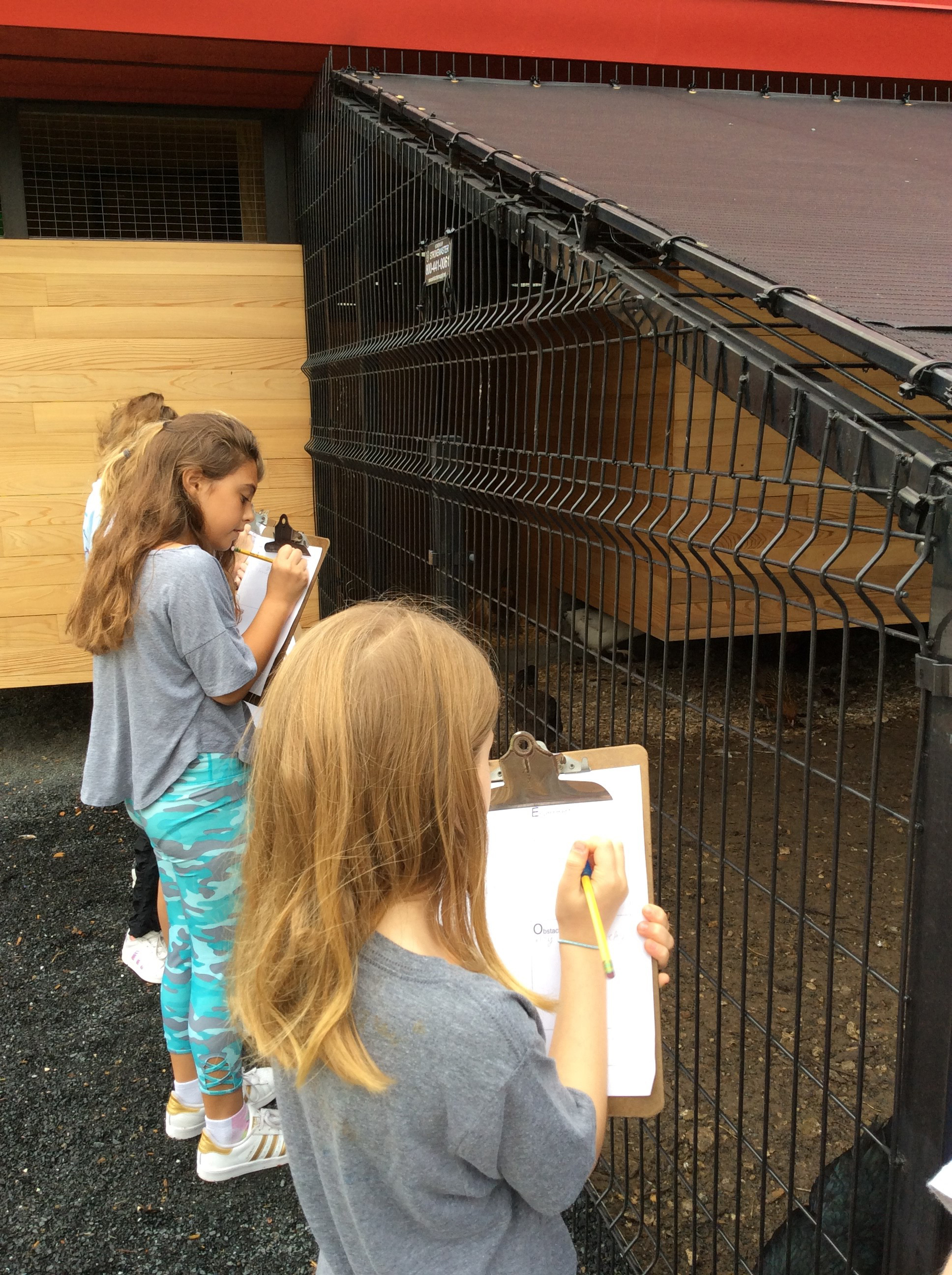 Observing chickens in their own habitat was a strategy to build empathy.