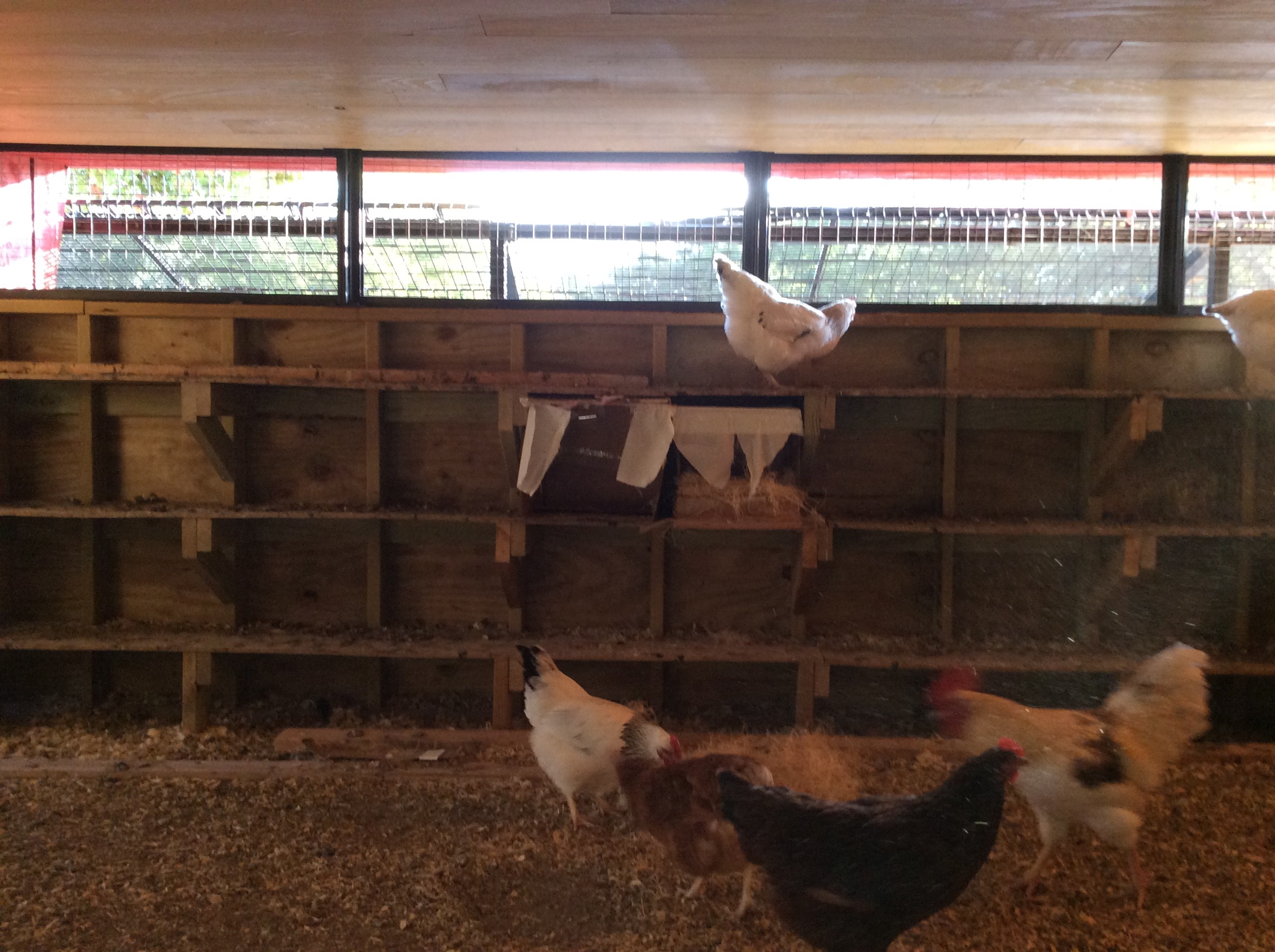 Prototype nesting boxes were placed in the henhouse for testing.