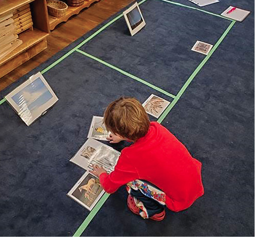 A student sorts photos of animal into daytime and nighttime groups.