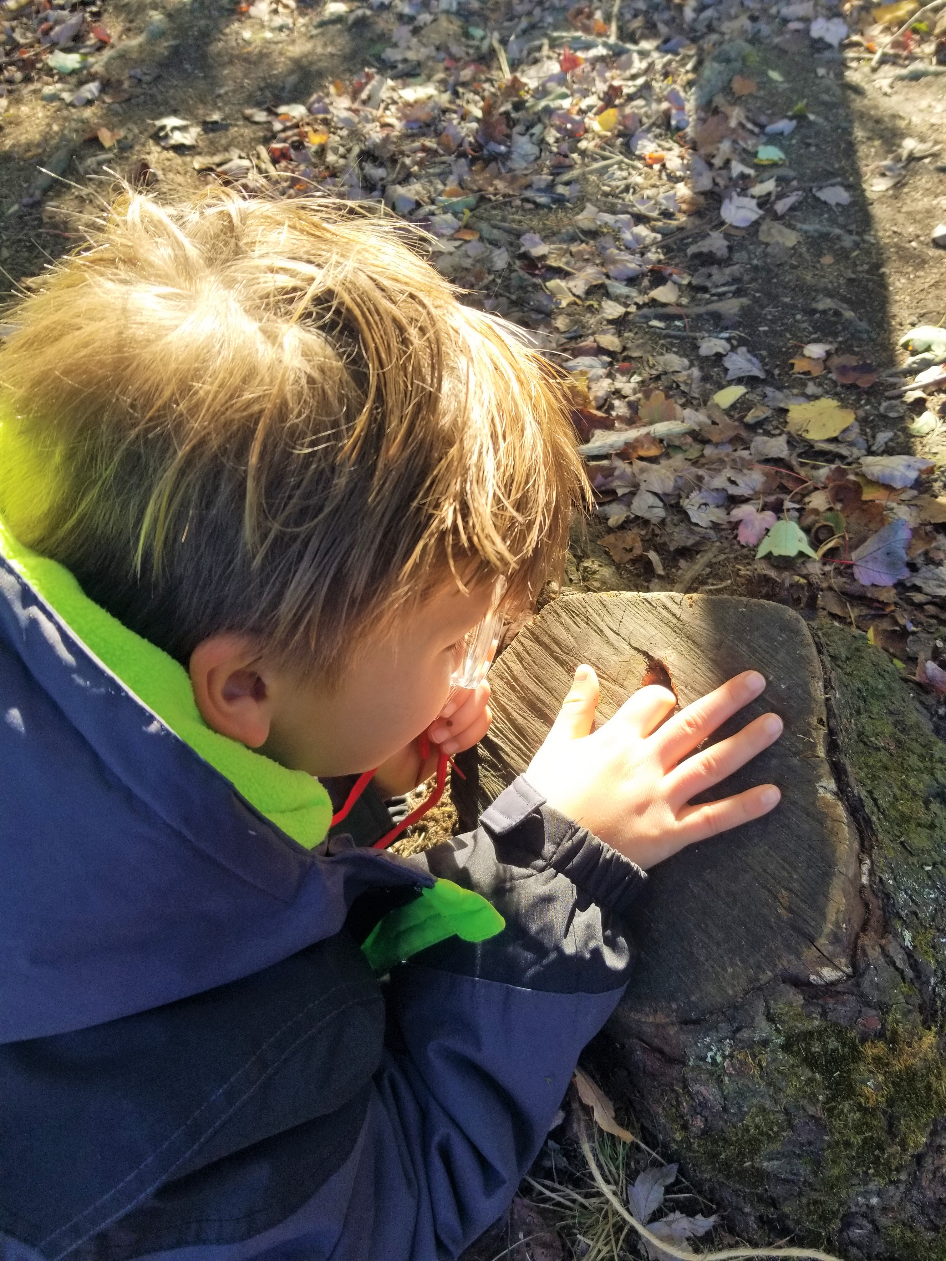 This student became fascinated with patterns within a tree stump