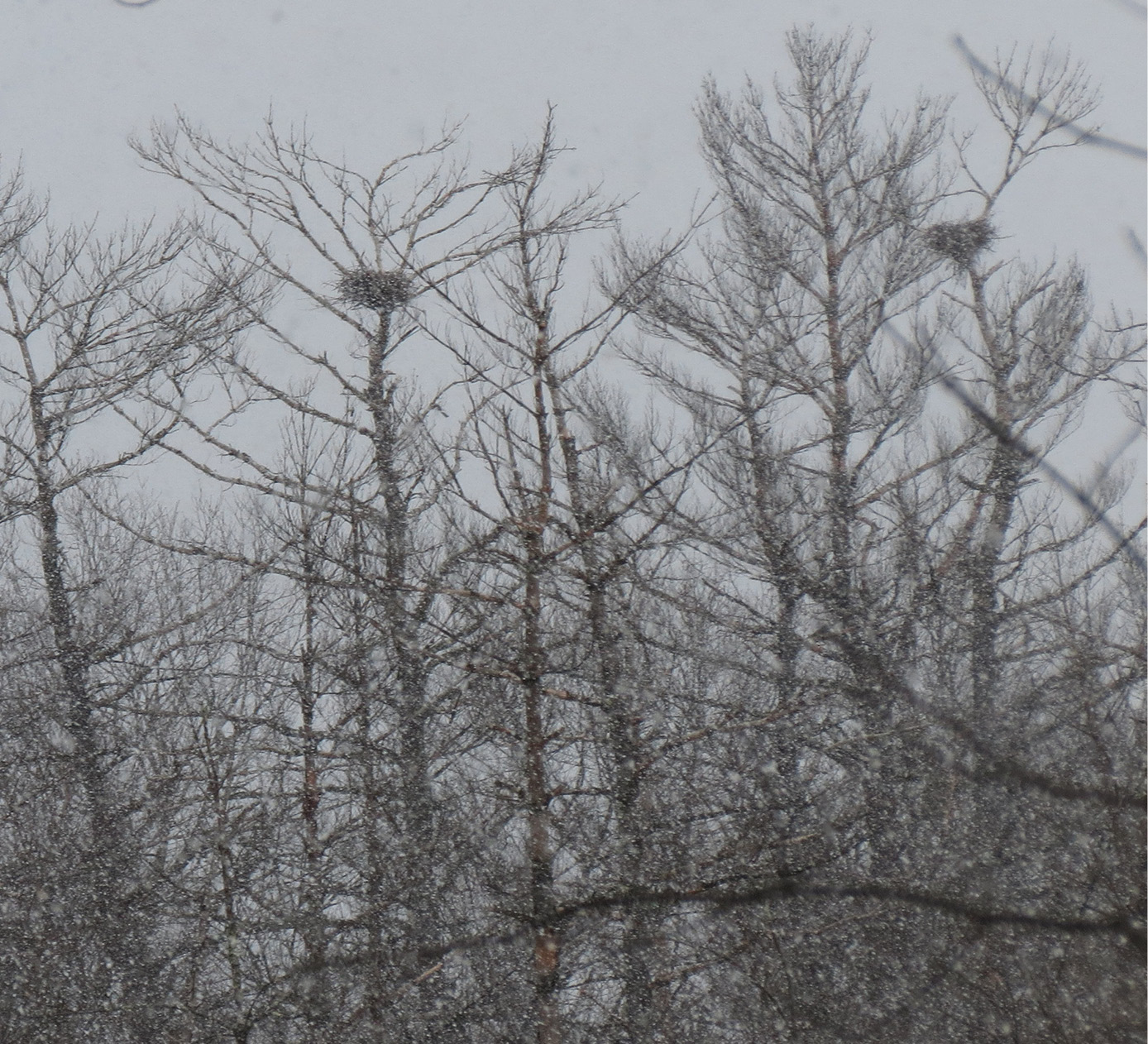 Great blue heron nests dot the trees in the swamp.