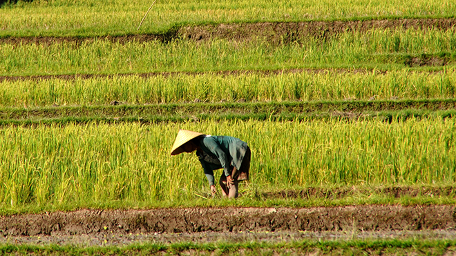Golden Rice | NSTA