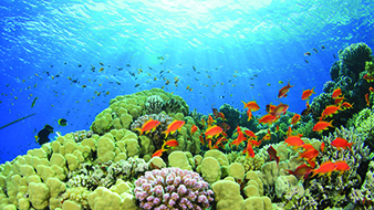 How Many Fish are Really in the Sea? | NSTA