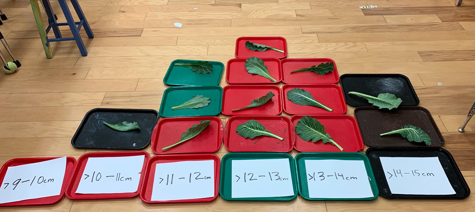 Figure 2 Histogram of leaves.