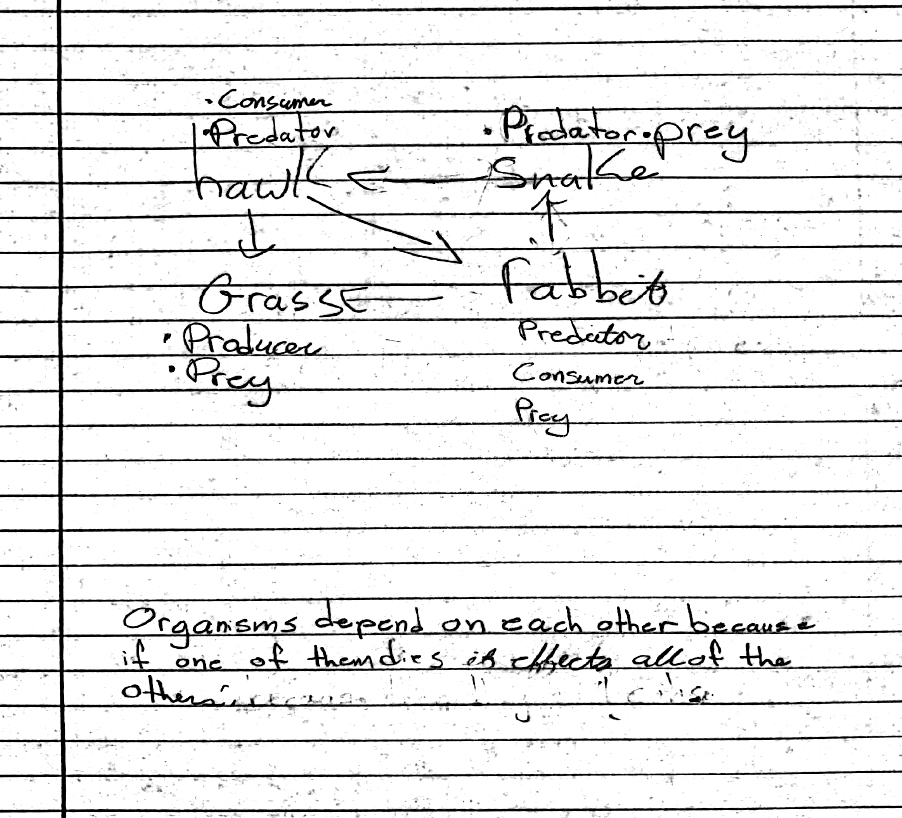 Figure 1 Example of student food web and explanation.