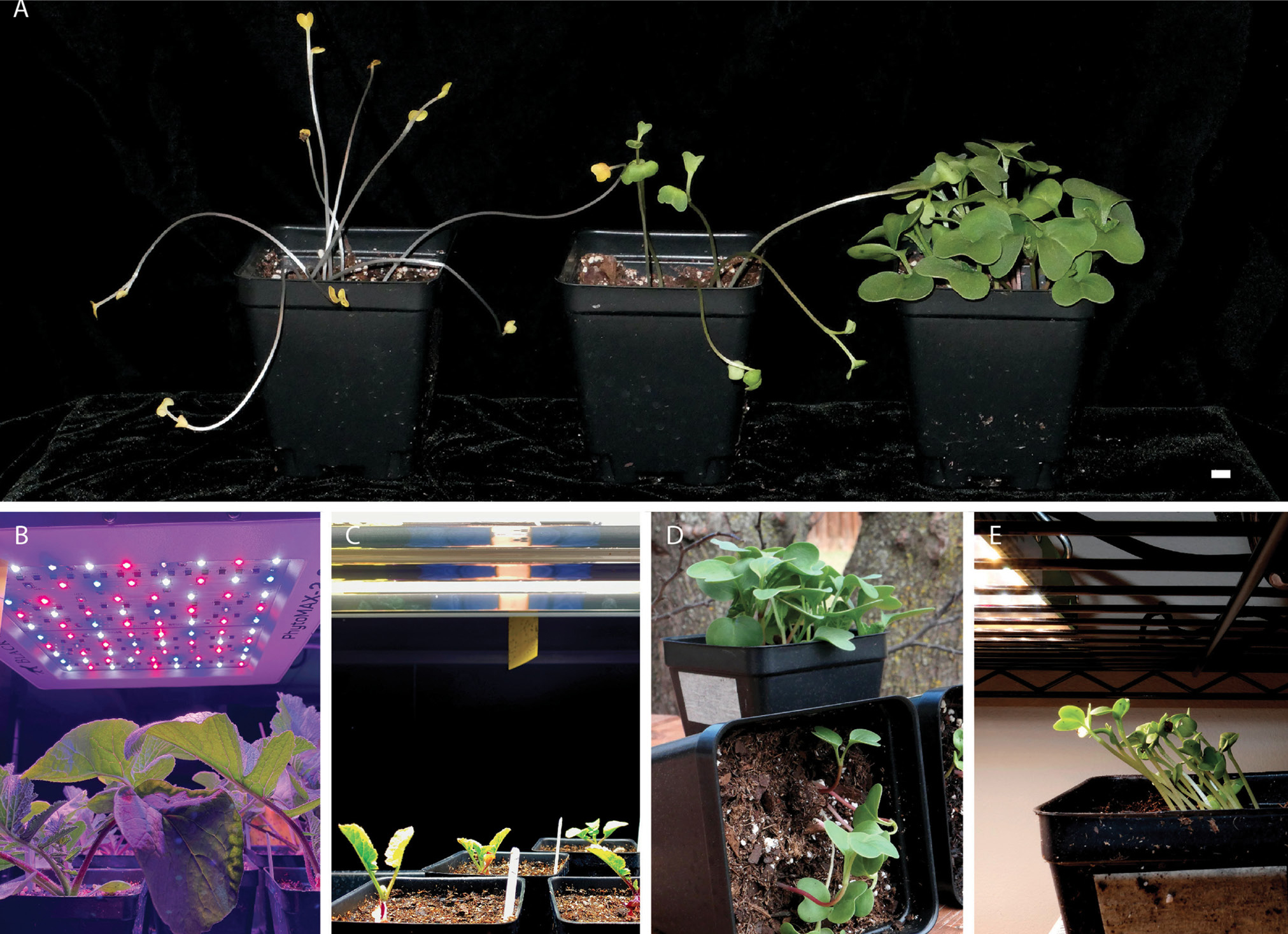 Figure 2  Radishes grown in a variety of lighting conditions: (A) from the left, radishes germinated in the dark, in dim light, and in bright light; (B) radishes growing under red and blue LED lights; (C) radishes growing under white fluorescent lights; (D) radish turned sideways during growth that has reoriented its growth upward toward the light and against gravity; (E) radish seedlings growing sideways toward a light source. All scale bars equal 1 cm.