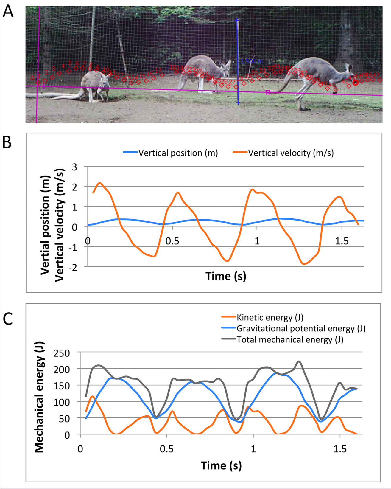 Figure 2  Case study Day 2: Video analysis of a red kangaroo hopping on flat ground.