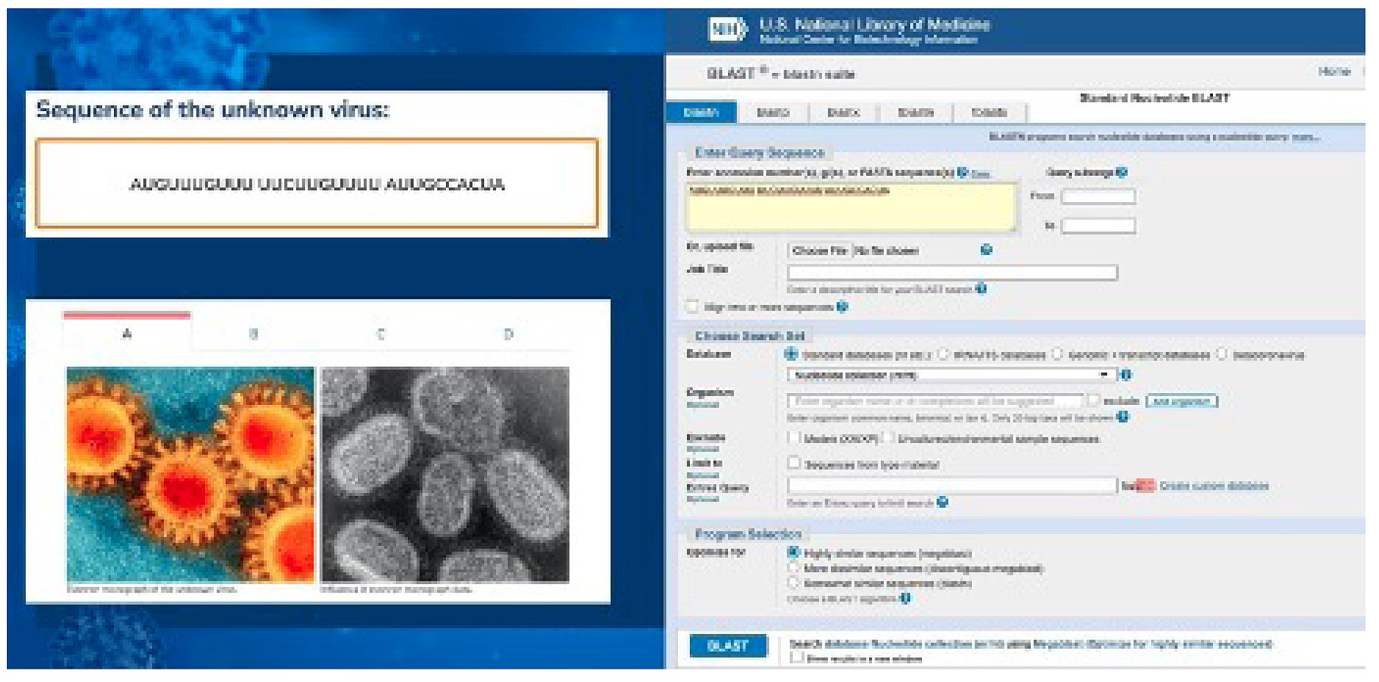 Figure 2 On the left is a comparison of electron micrographs of the novel virus and a known one. On the right is the BLAST tool for investigating the homology of novel sequences to ones already characterized in the database.