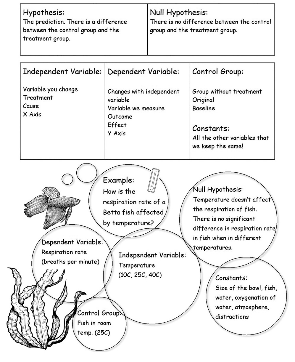 Experimental design.