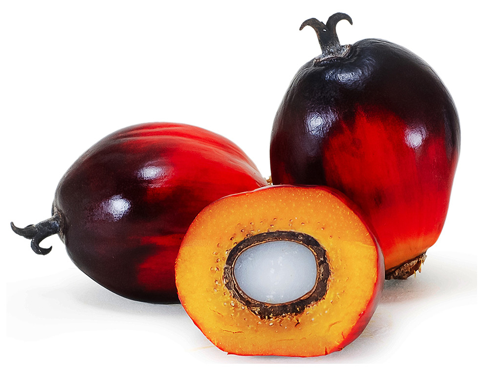 Figure 2 Palm oil fruit.