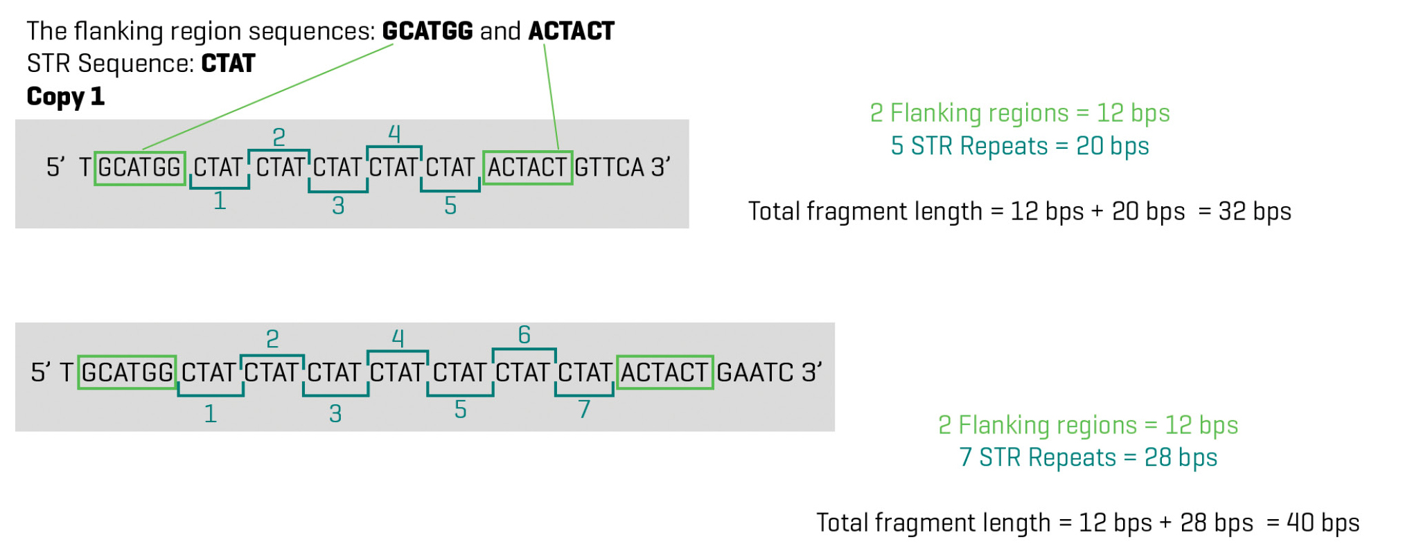 Figure 4  Flanking region example diagram.  The diagram shows one STR locus in an individual’s genome. In Copy 1, there are 5 repeats in Copy 2 there are 7 repeats. These differences can be analyzed using DNA analysis.