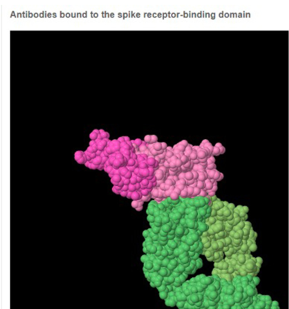 Figure 3 JSMol model used to look at the interaction between the S protein and the ACE2 receptor.