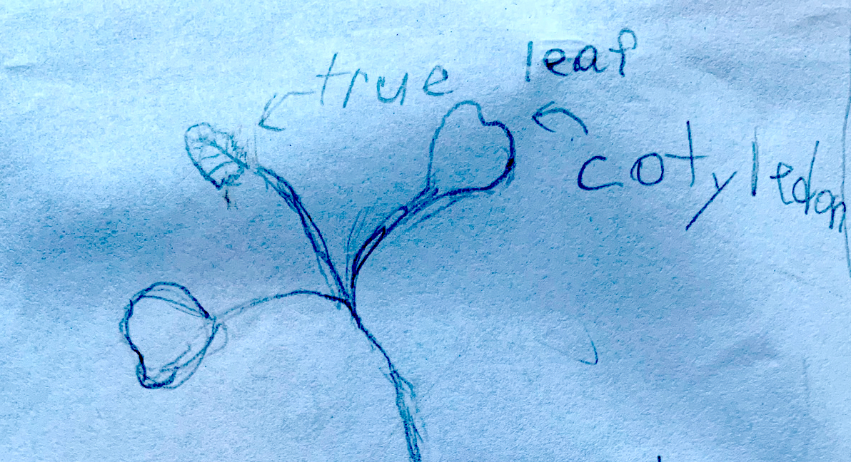 Figure 3 Comparing cotyledon and true leaf shapes.