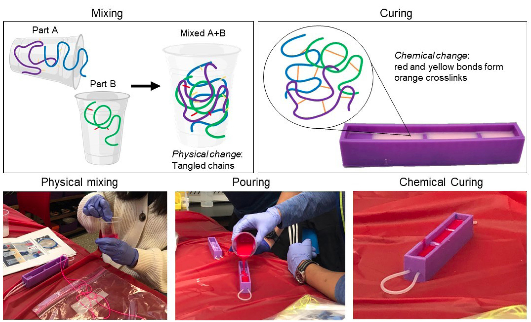 Figure 3 Graphic depicting the physical change that occurs when the two parts of silicone are mixed, and the subsequent chemical change when the silicone cures. 