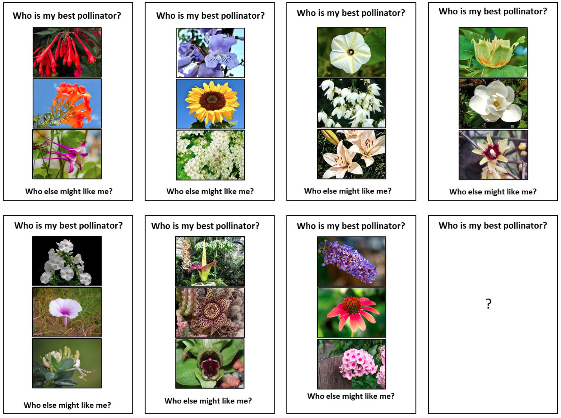 Figure 3  Flower cards.