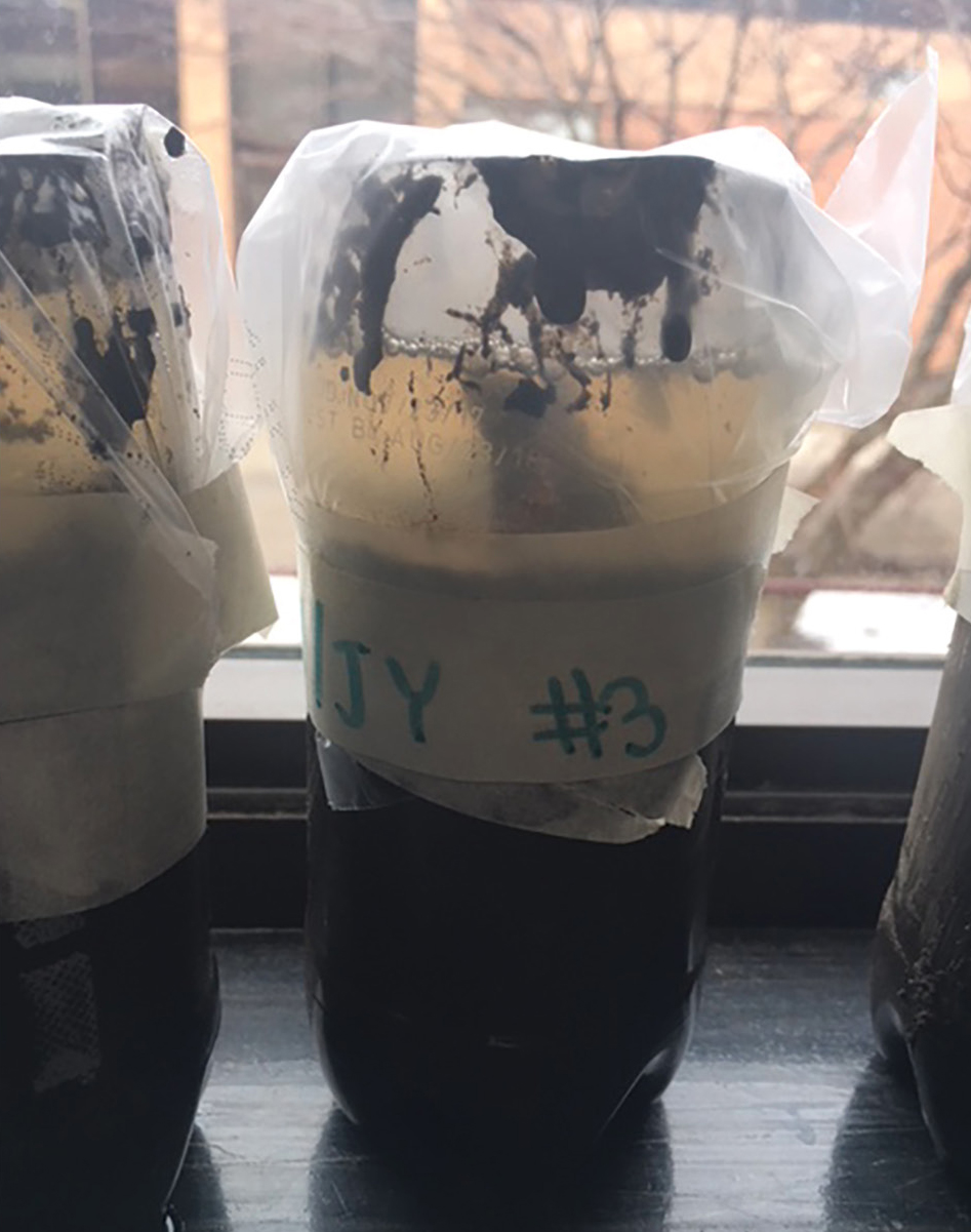 |	FIGURE 3: Winogradsky column setup. Students set up columns using trays to organize their work stations, then placed covered and labeled columns in the window.