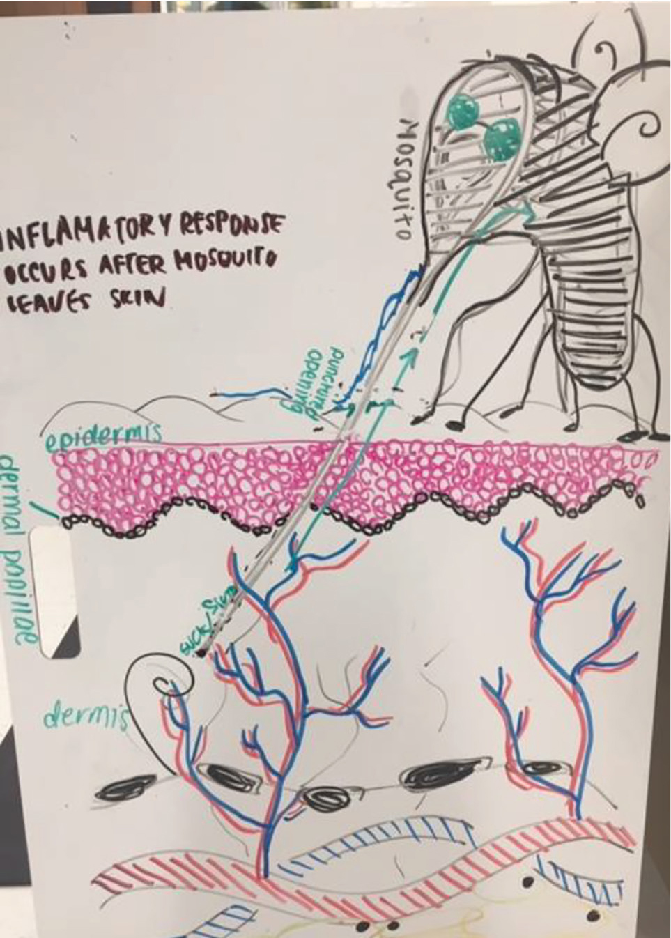 Figure 3  A lab group grapples with the adaptations and techniques that make ectoparasites successful in spite of the protective measures of the skin.
