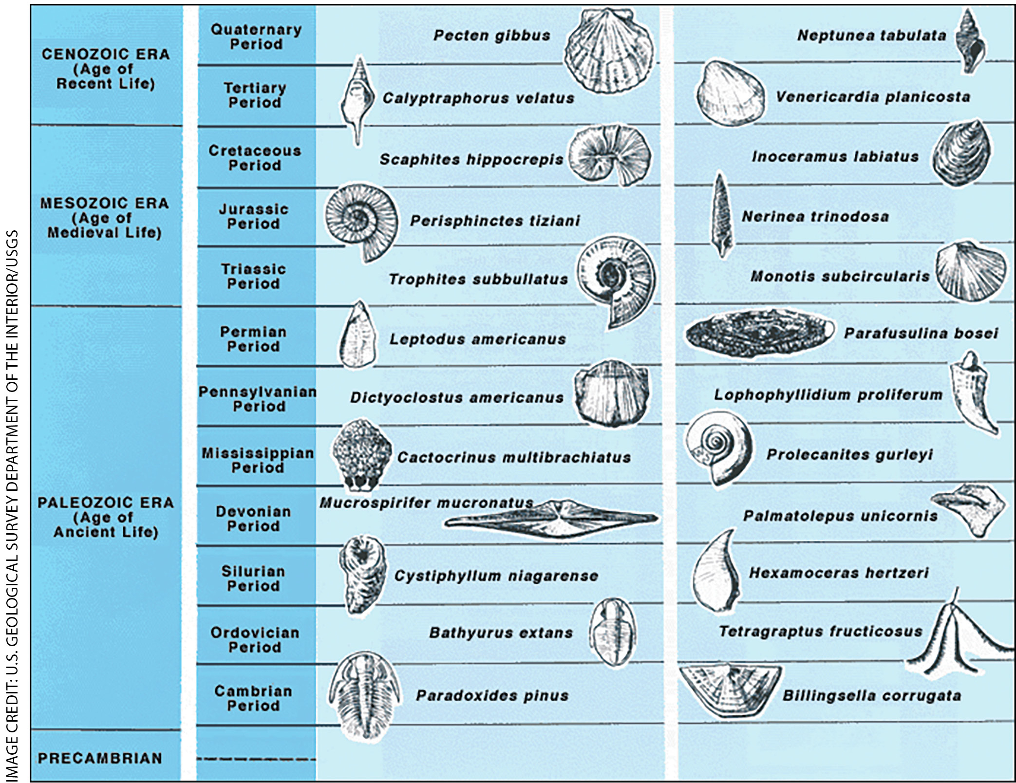 Figure 2 Chart of index fossils. 