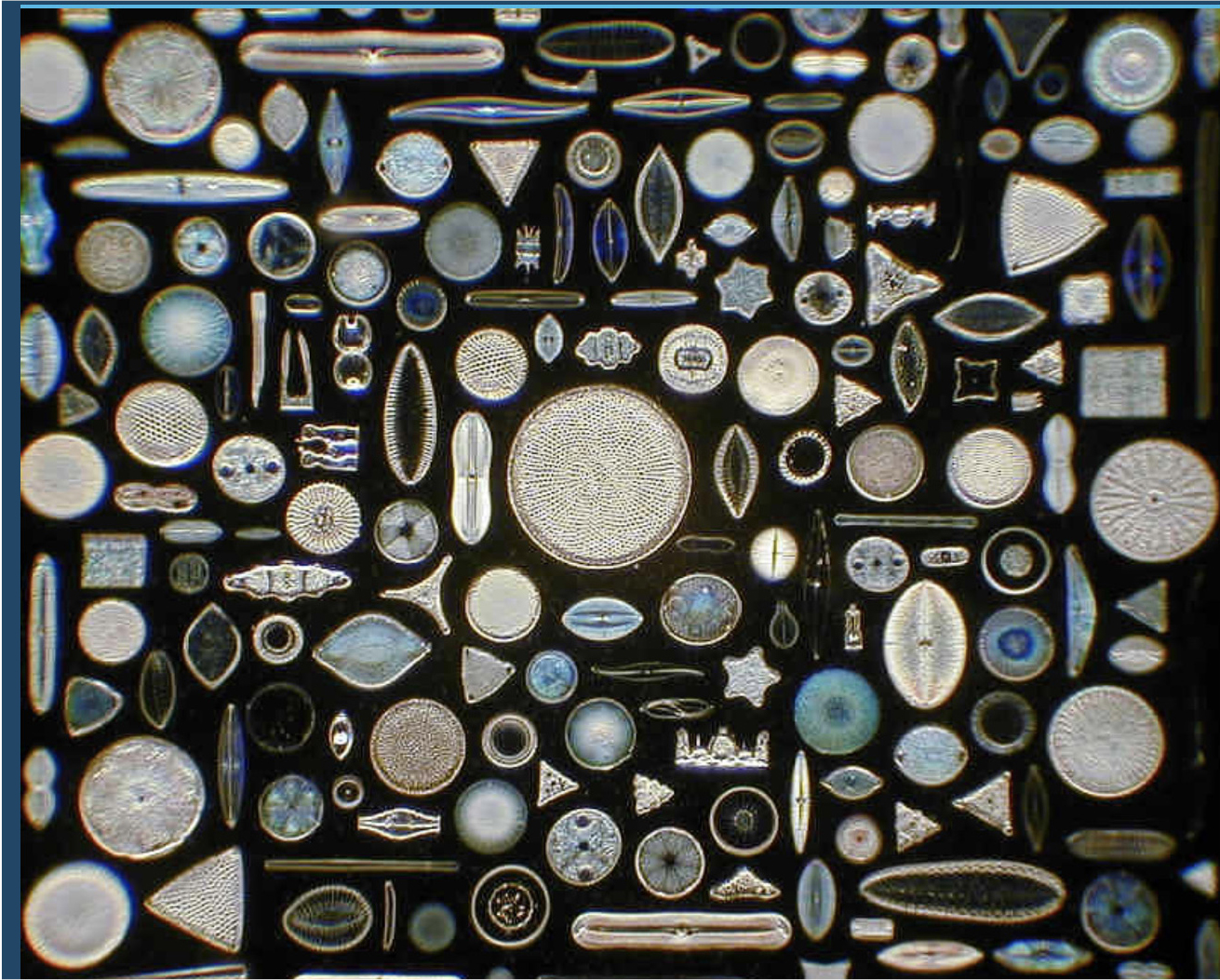Figure 3 Examples of diatom structures.