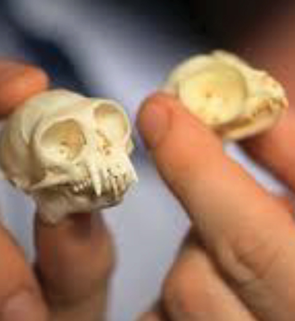 Tarsier monkey skull (www.boneclones.com).