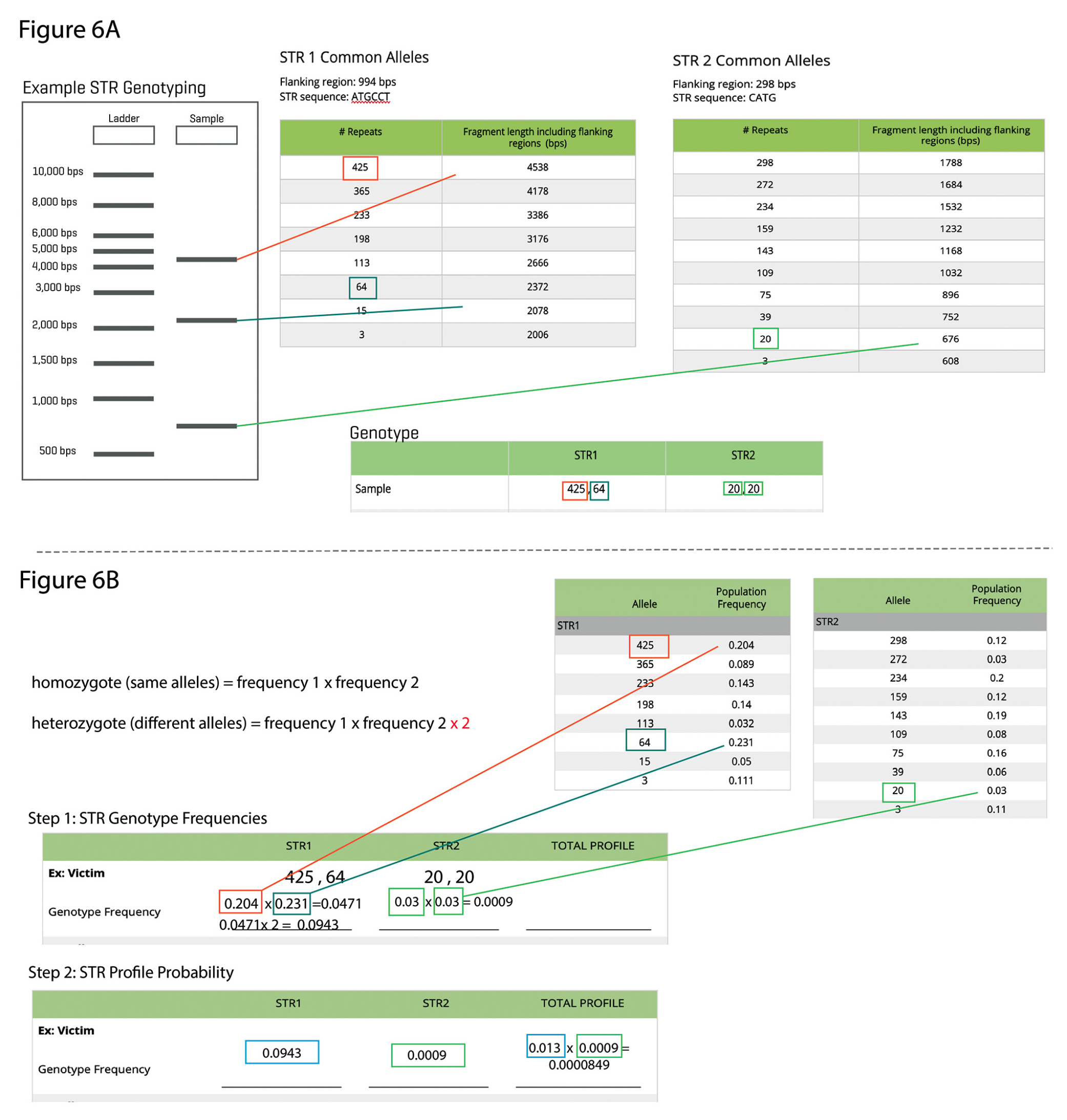 Figure 6 Example student STR analysis (2 loci). (6a) Example student STR profile genotyping from a simulated gel, (6b) Example student STR profile probability  calculations.