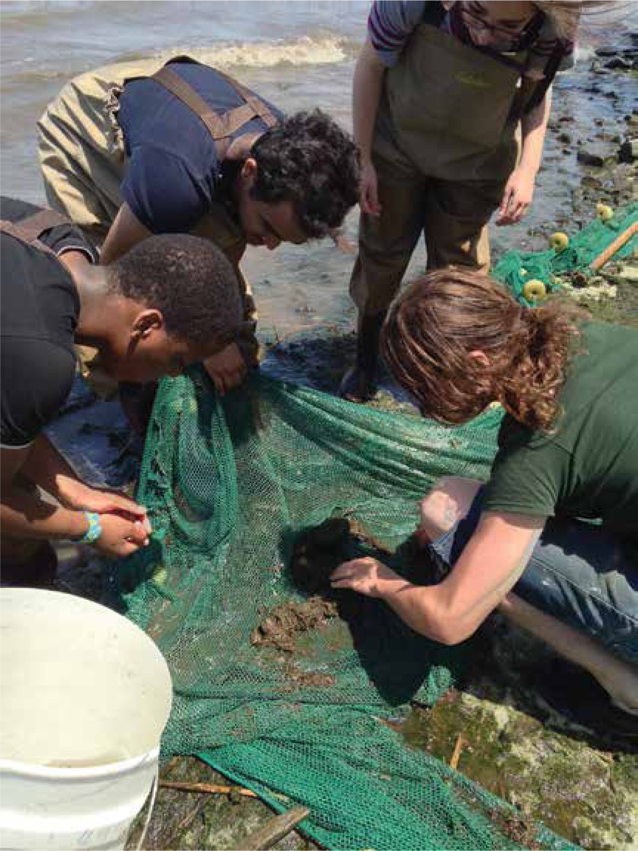 Students working through their catch after seining in the Hudson River.