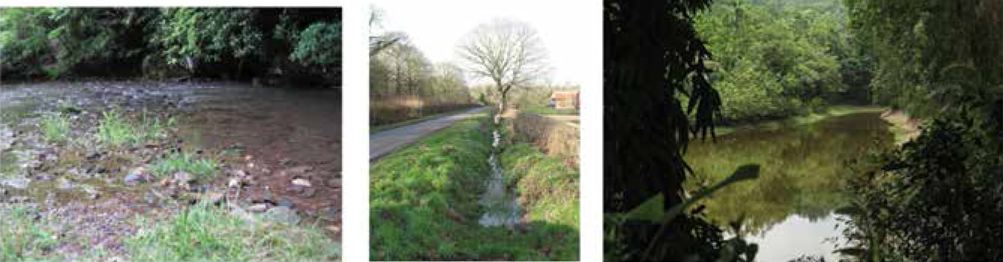 Crayfish habitats.