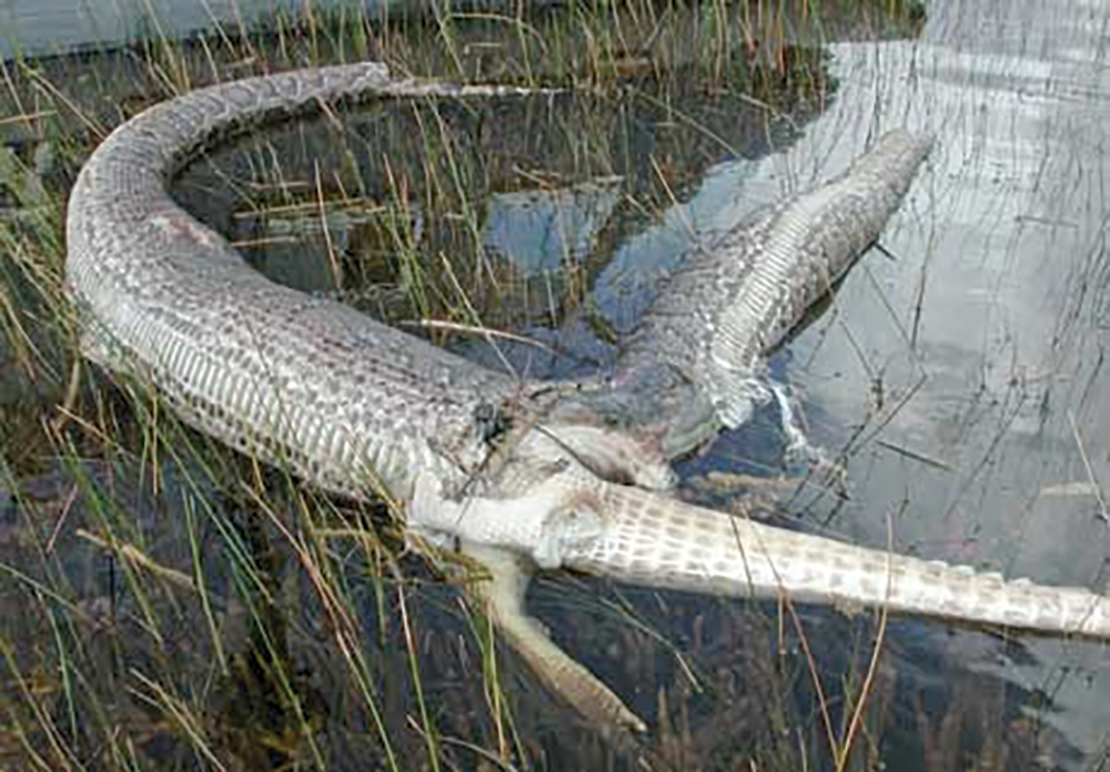 A Burmese python explodes after consuming an alligator.
